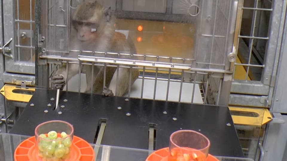 Auf dem Bild ist ein Affe in einem Experiment zu sehen.