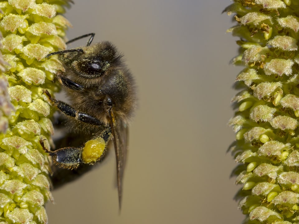Eine Biene im Nektar sammeln.