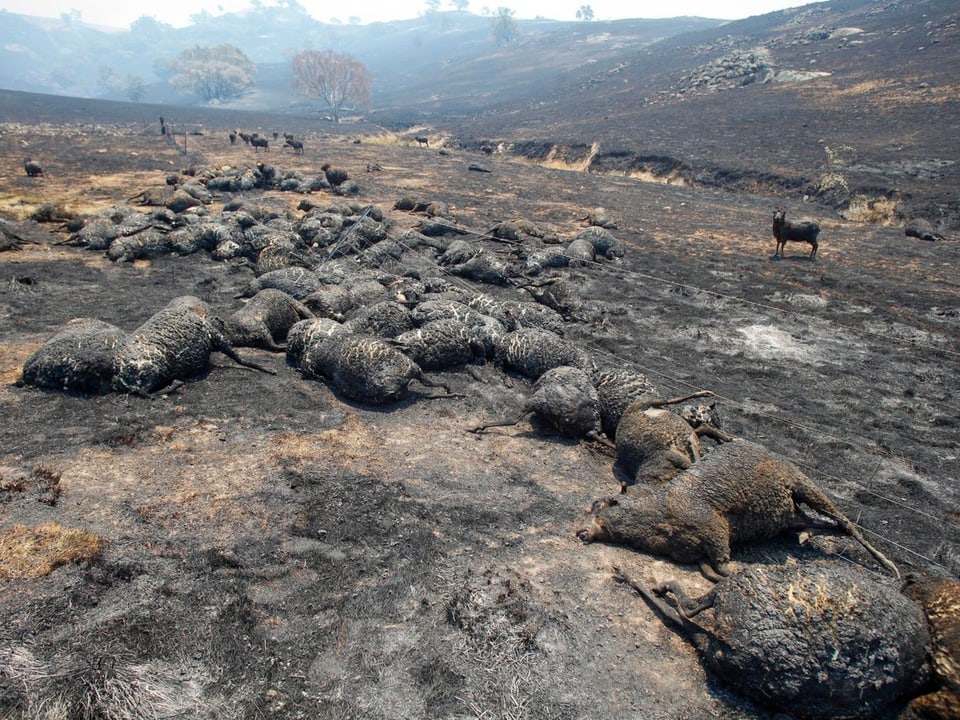 Tote Schafe in einer abgebrannten Landschaft