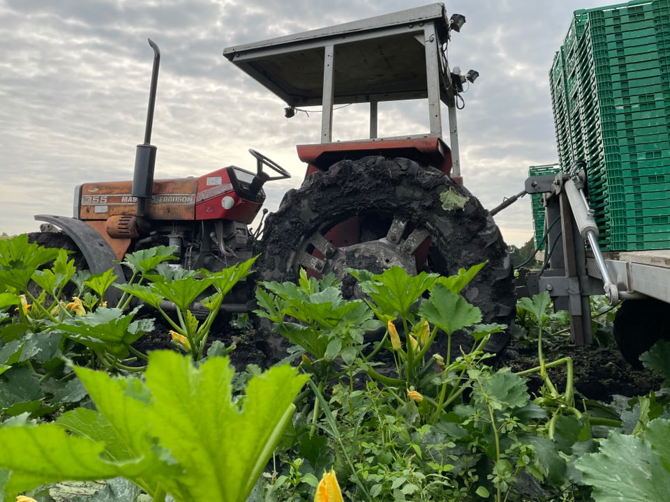 Traktor in Zucchinifeld