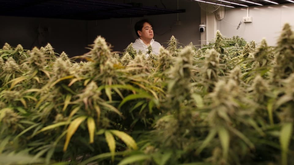 Thailand will bei der Cannabis-Legalisierung zurückbuchstabieren