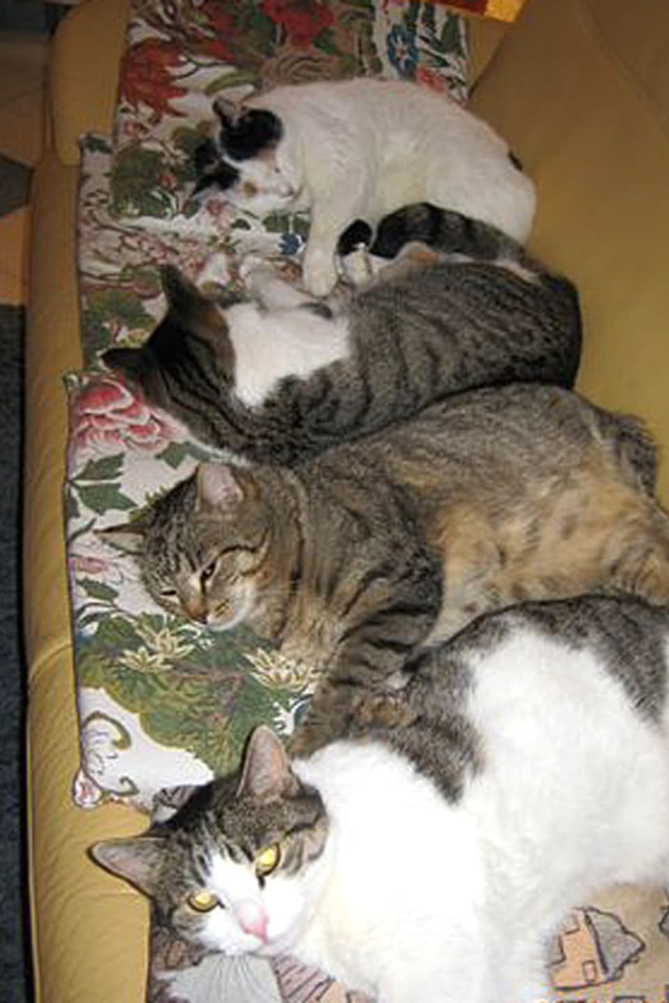 Vier Katzen liegen auf einem Sofa.