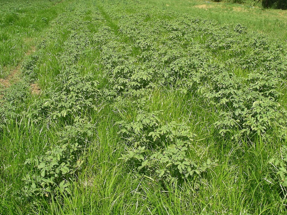Gras in Kartoffelfeld