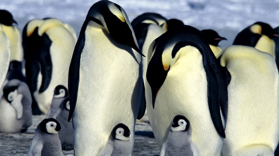 Pinguine in der Antarktis