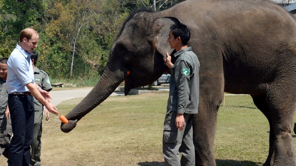 Prinz William füttert indischen Elefanten (unkom.)