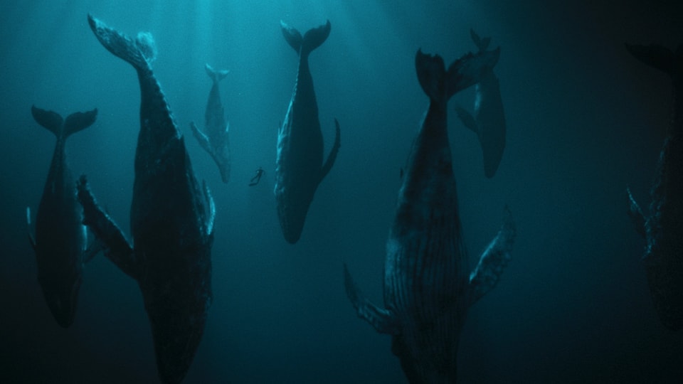 Ausschnitt aus «Der Schwarm»: Wale schwimmen kopfüber im Meer.
