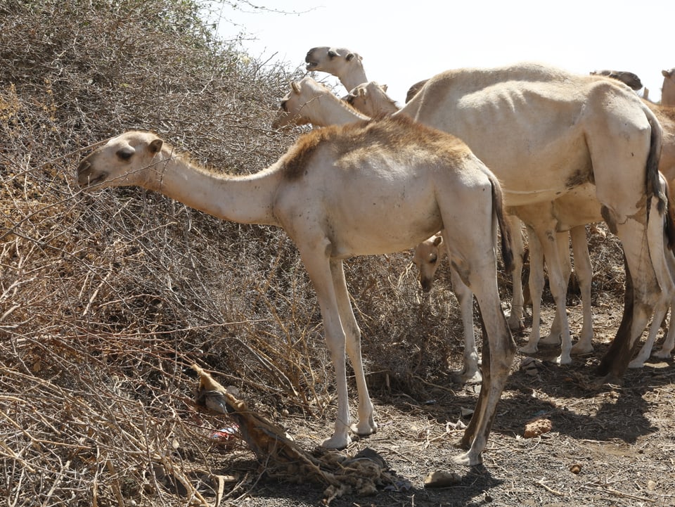 Verhungernde Kamele suchen nach Nahrung.