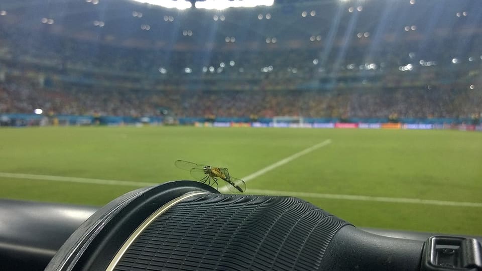 Mücke auf einer Fotokamera