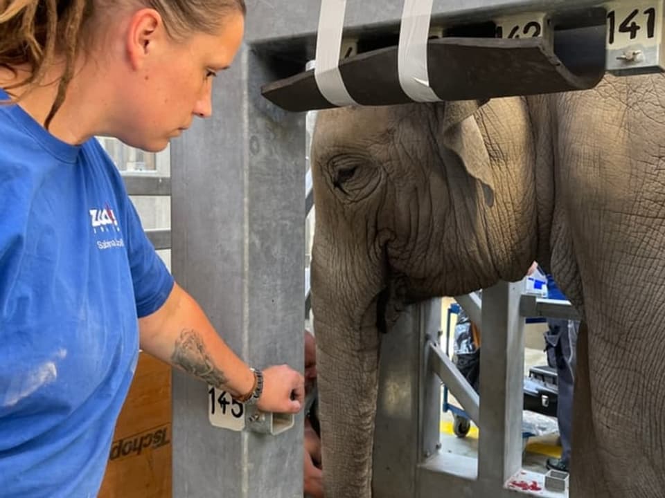 Pflegerin mit Elefant im Zoo Zürich