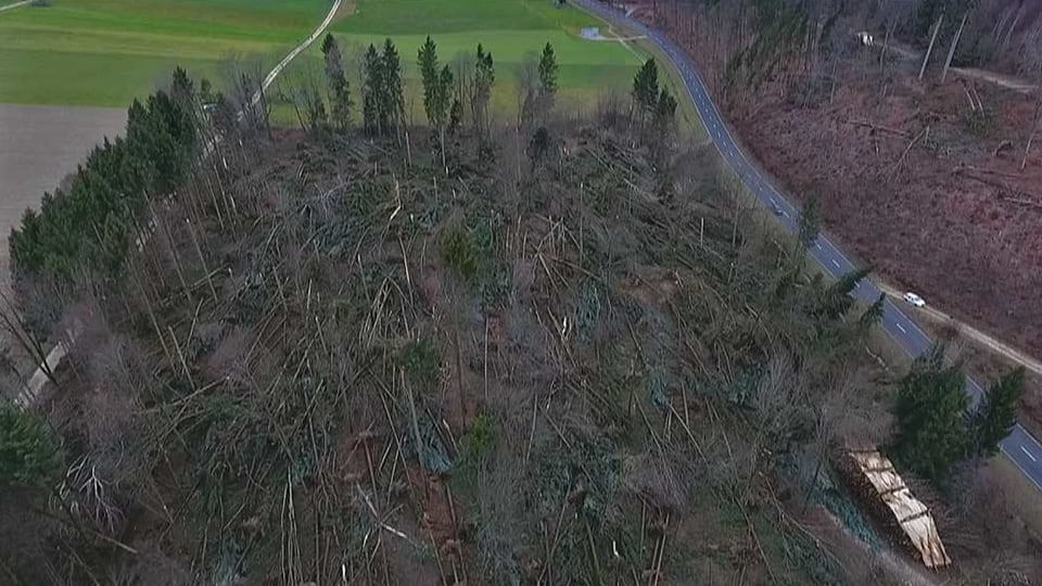 Luftaufnahme von einem Waldstück mit umgestürzten Bäumen.