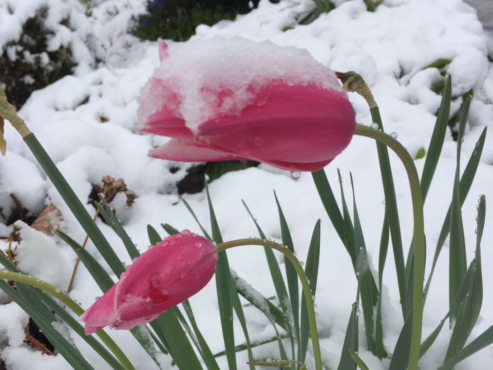 Tulpen mit einem Schnee 