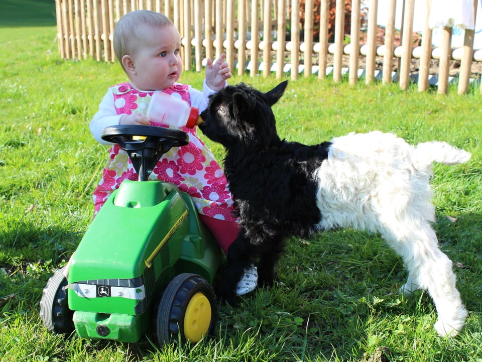 Ein Kleinkind sitzt auf einem Spielzeugtraktor und gibt einen jungen Ziege die Milchflasche.