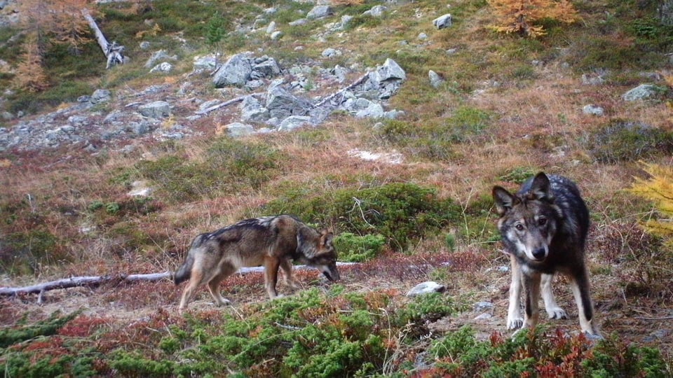 Wölfe auf Wiese