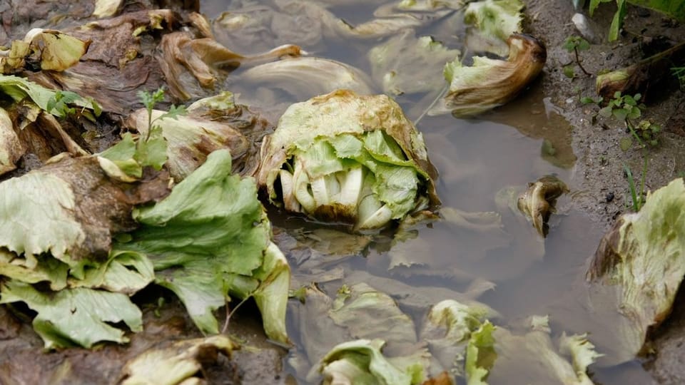 Salat im Matsch bleibt nicht lange frisch.