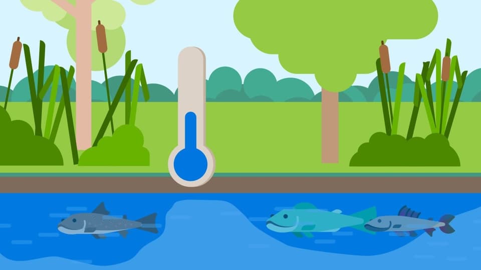 Animation Fische und Thermometer in einem Bach 