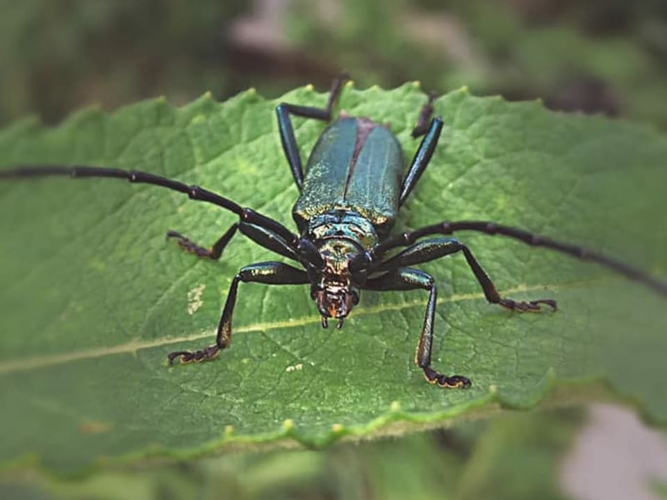 Ein grün schimmernder Käfer sitzt auf einem Blatt