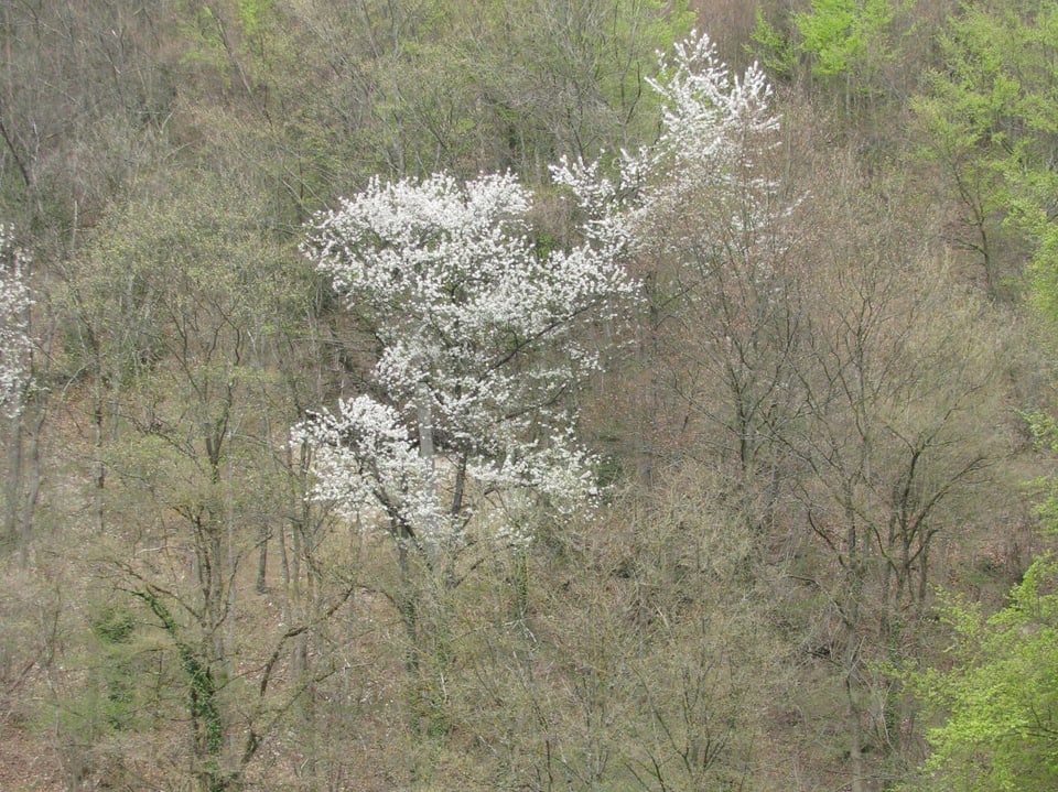 Baum in Blüte