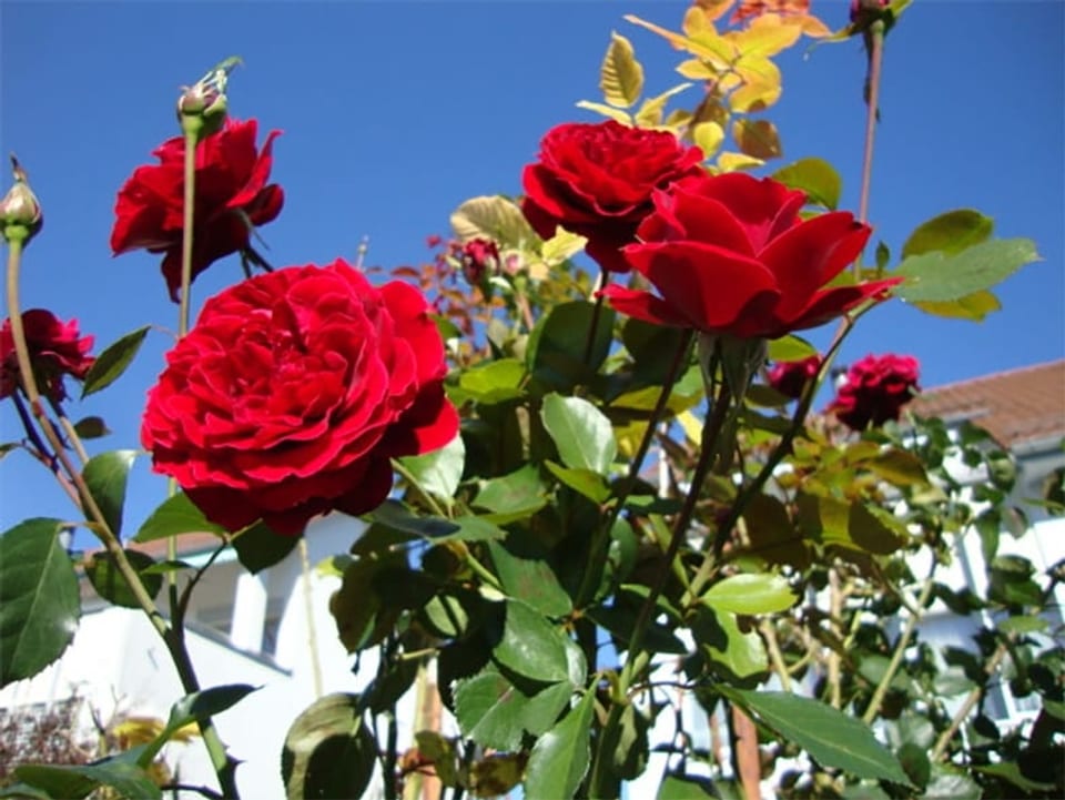 Ein Rosenstrauch mit roten Blüten.