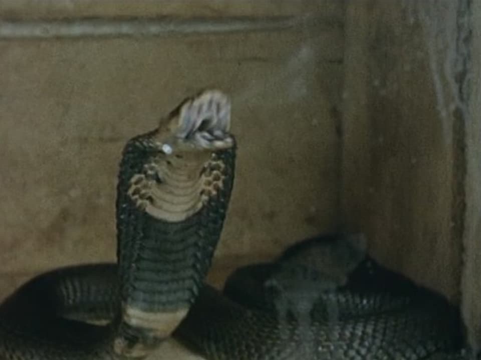 Spei-Cobra verschiesst ihr Gift