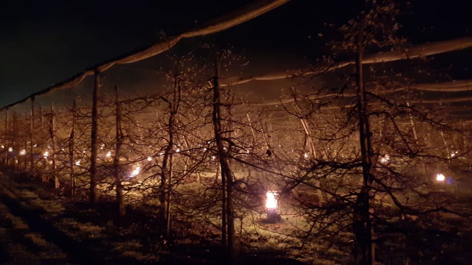 Frostfeuer zwischen Obstbäumen in Egnach.