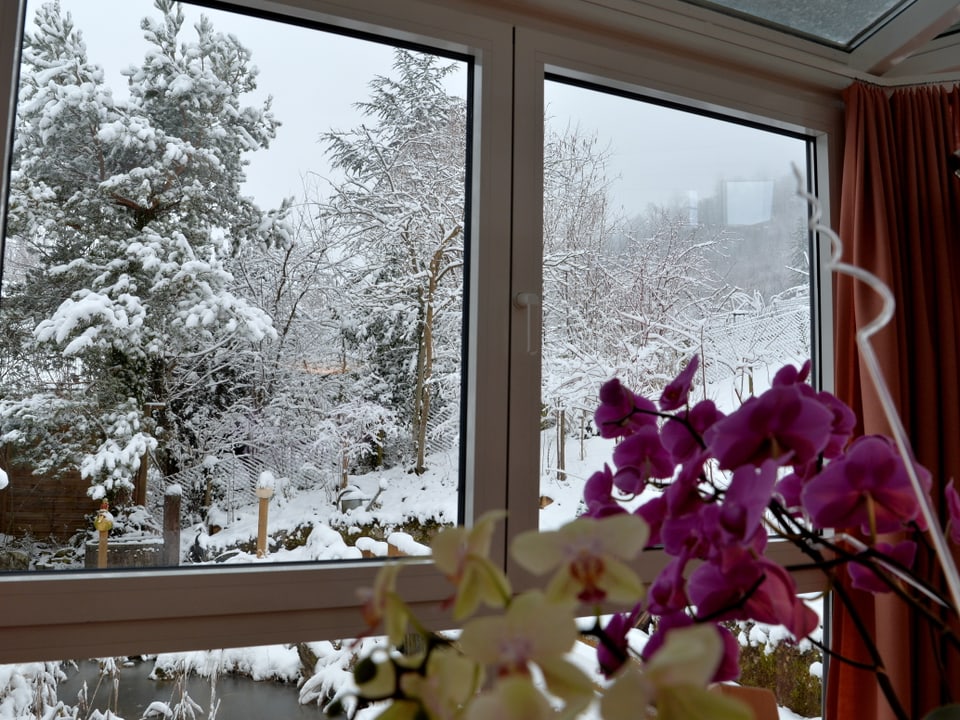 Blick von der Stube mit Zimmerblumen aus dem Fenster in den verschneiten Garten