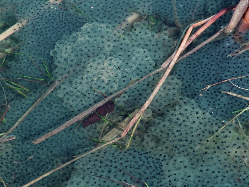 Laichballen des Grasfrosches: Sie werden oft in vegetationsreichen und sonnigen Uferabschnitten abgelegt. Ein Ei hat einen Durchmesser von 1,7 bis 2,8 Millimeter. 
