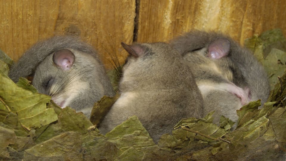 Natur & Tiere - Winterschlaf: Die grosse Müdigkeit - Wissen - SRF