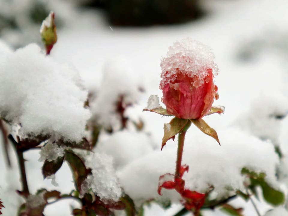 Schnee auf einem Rosenstrauch