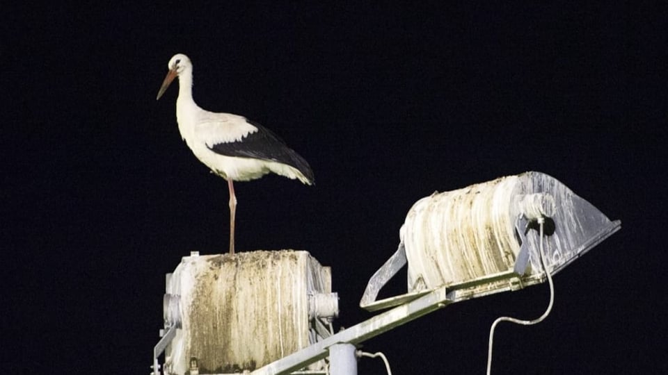 Schutzmassnahmen an Strommasten für Vögel kommen nicht