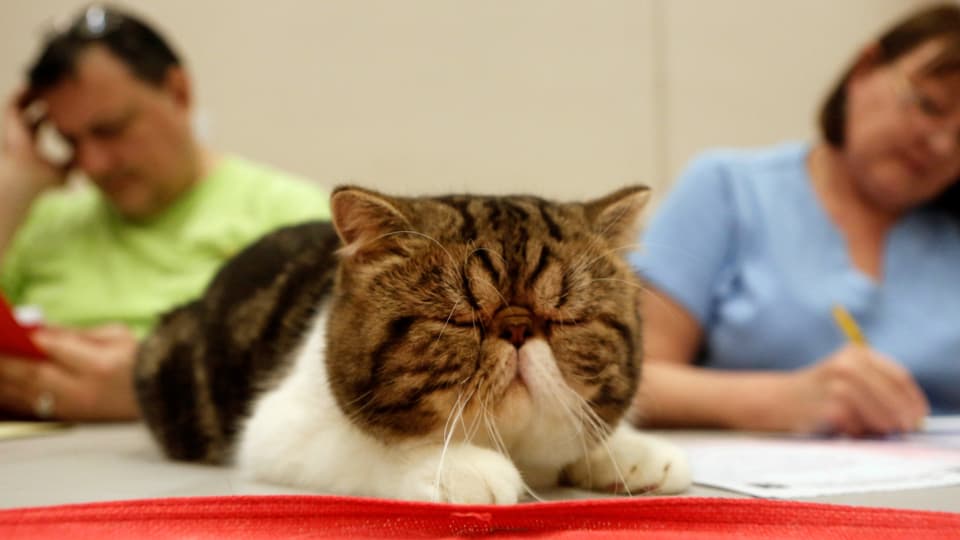 Eine Exotic-Shorthair-Katze wird von der Jury an einer Katzenausstellung begutachtet. 