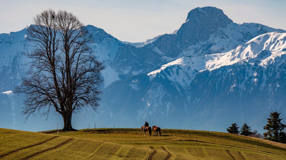Blick über ein grünes Feld zu den Schneebergen der Berner Alpen.