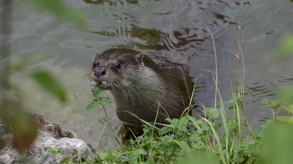 Fischotter-Weibchen im Tierpark Goldau