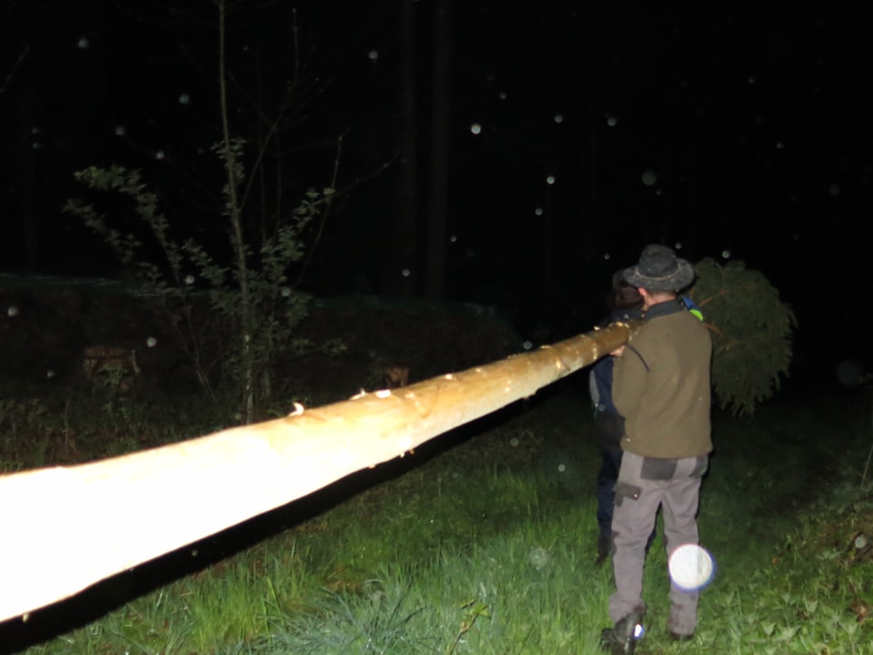 Die Helfer tragen die 20-Meter-Tanne aus dem Unterholz. 