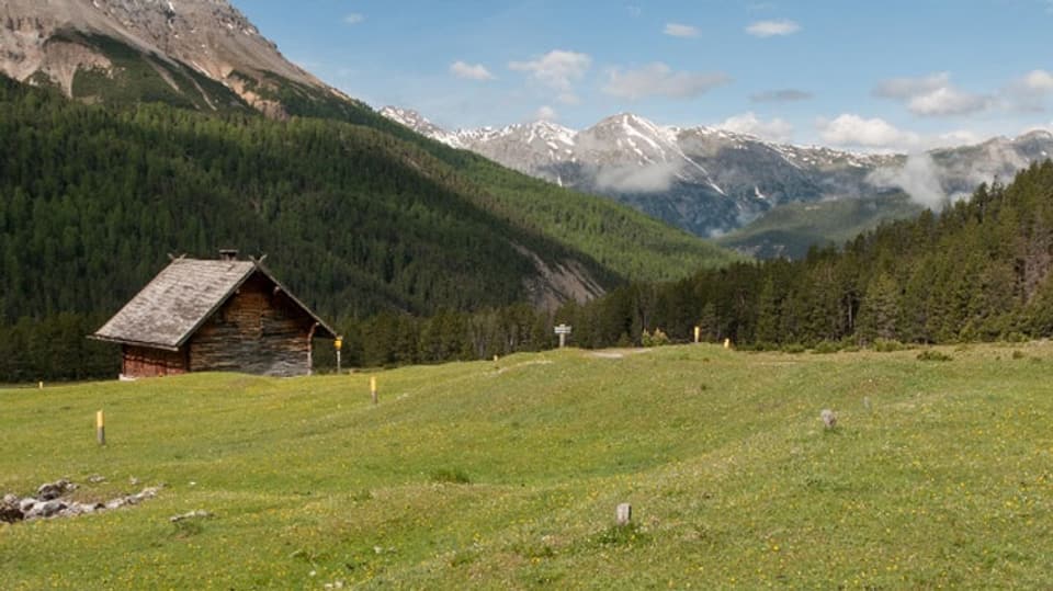 Weide mit Hütte, im Hintergrund die Alpen