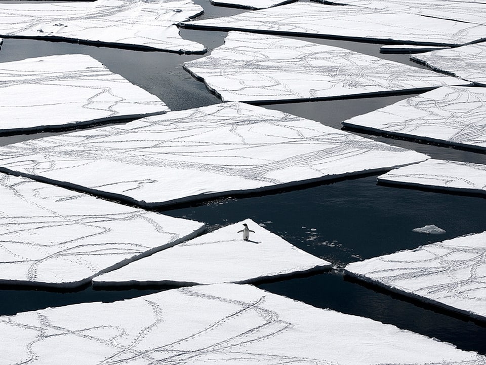 Einzelner Königspinguin auf Eisscholle im Meer.