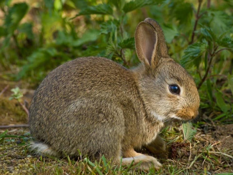 Ein Wildkaninchen im Gras