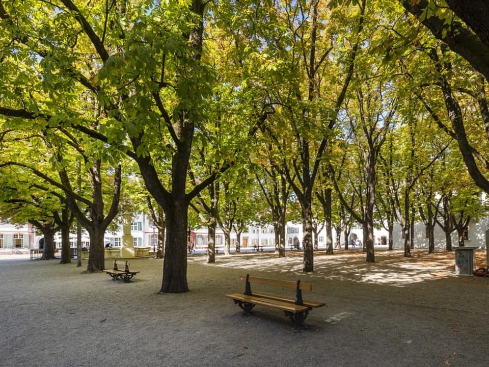 Kastanienbäume auf dem Basler Münsterplatz. 