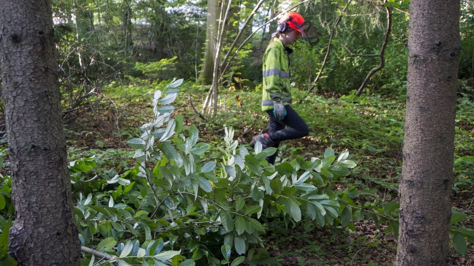 Invasive Neophyten eindämmen Der Verkauf von Kirschlorbeer