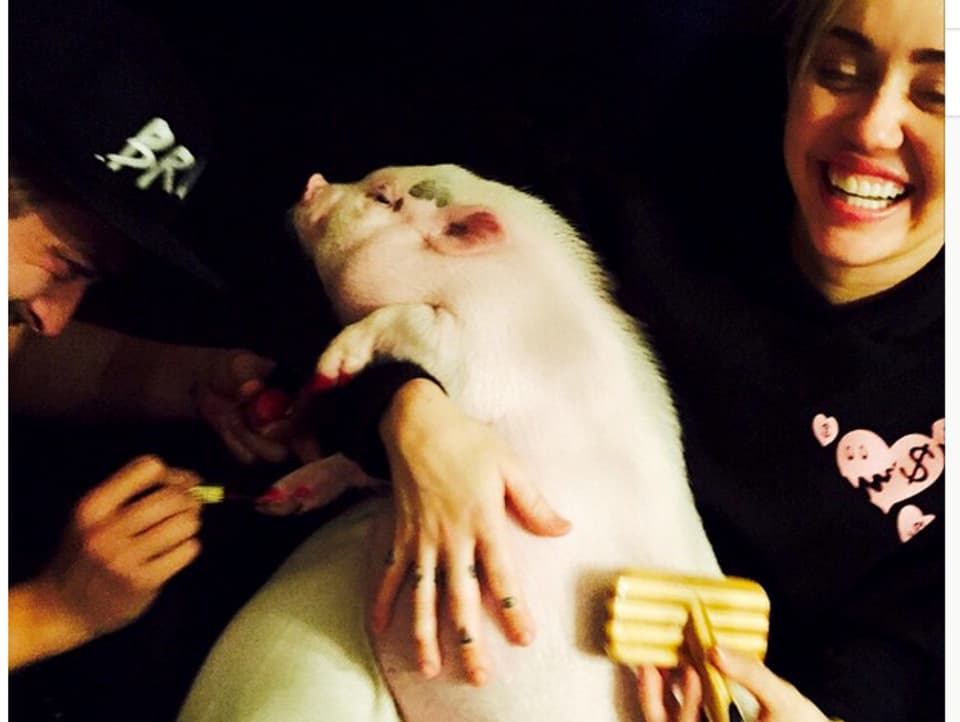 Miley Cyrus hält ihr dick gewordenes Schweinchen und pflegt es mit einer Bürste.