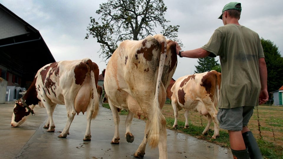 Symobolbild: Ein Bauer in Gummistiefeln treibt die Kühe auf seinen Hof.