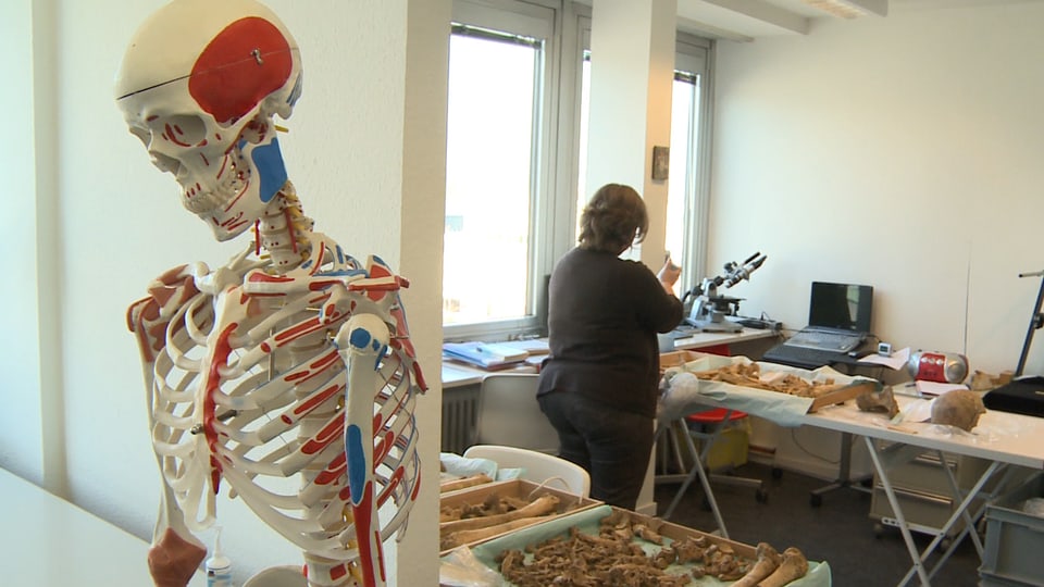 Im Vordergrund der Oberteil eines Skeletts, rechts eine Frau die mit Knochen arbeitet.