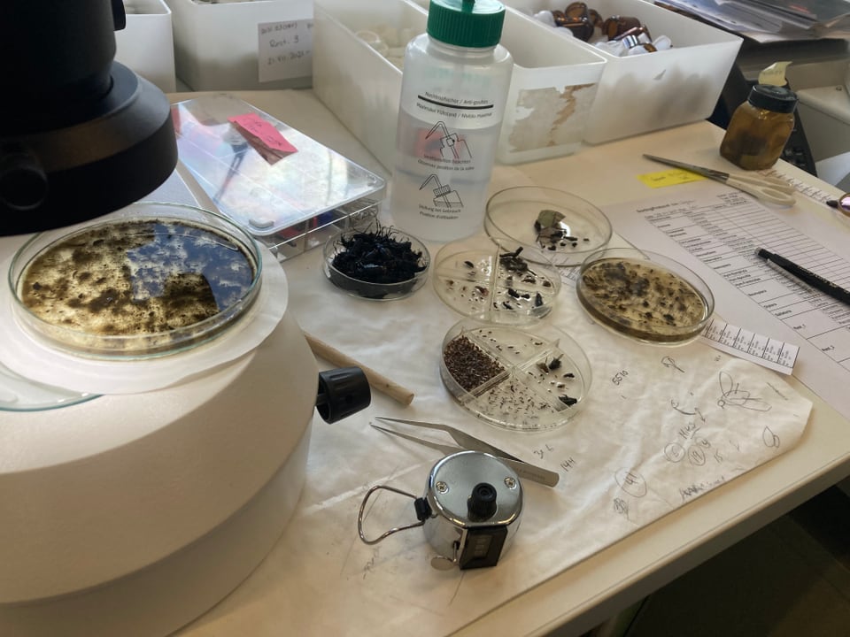 Tote Insekten im Labor unter einem Mikroskop.