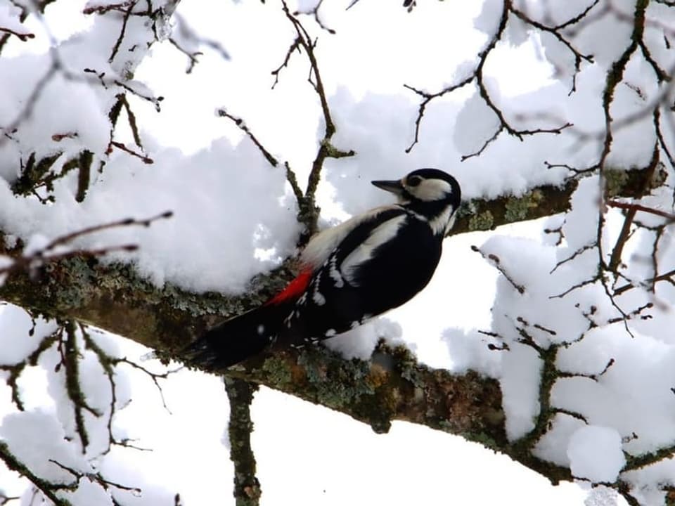 Buntspecht im Schnee.