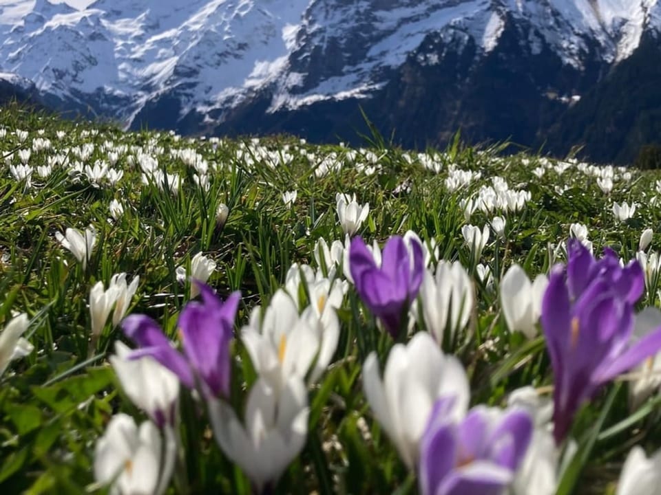 Im Vordergrund violette und weisse Krokusblüten, im Hintergrund Schneeberge.