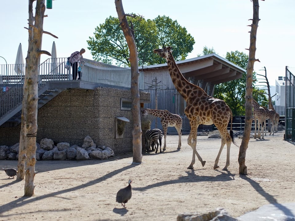 Giraffen im Gehege in Knies Kinderzoo