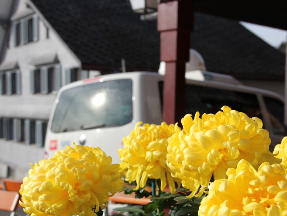 Gelbe Blumen leuchten im Vordergrund. Hinten steht der SRF-Übertragungswagen.