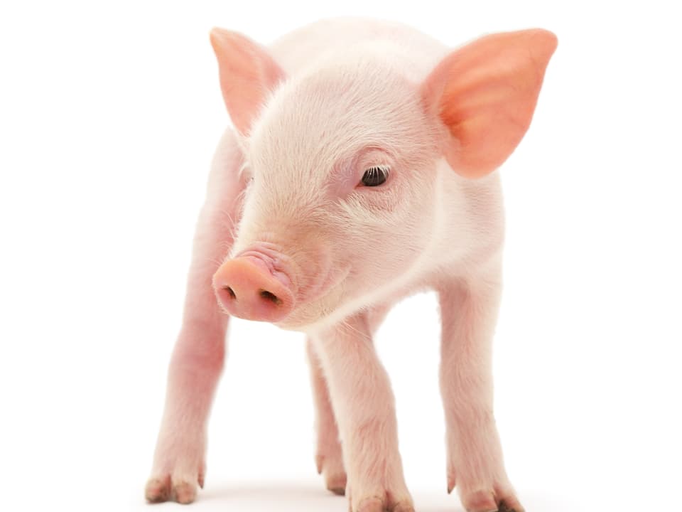 Ein junges Schweinchen vor weissem Hintergrund. 