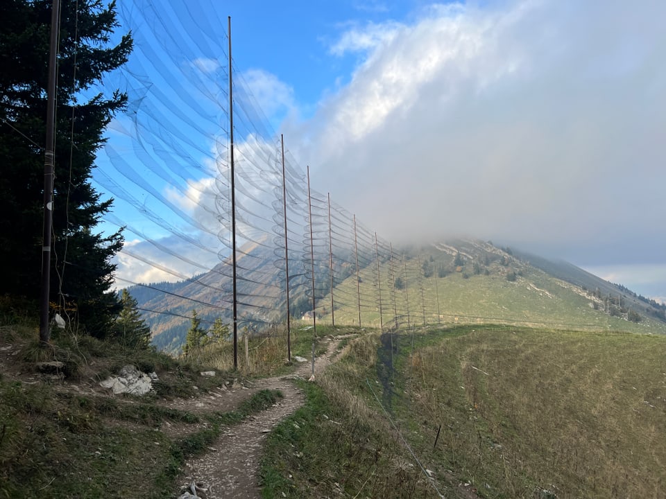 Über 9 Meter hoch sind die Netze zum Einfangen der Zugvögel. Es sind die höchsten Netze der Schweiz. 