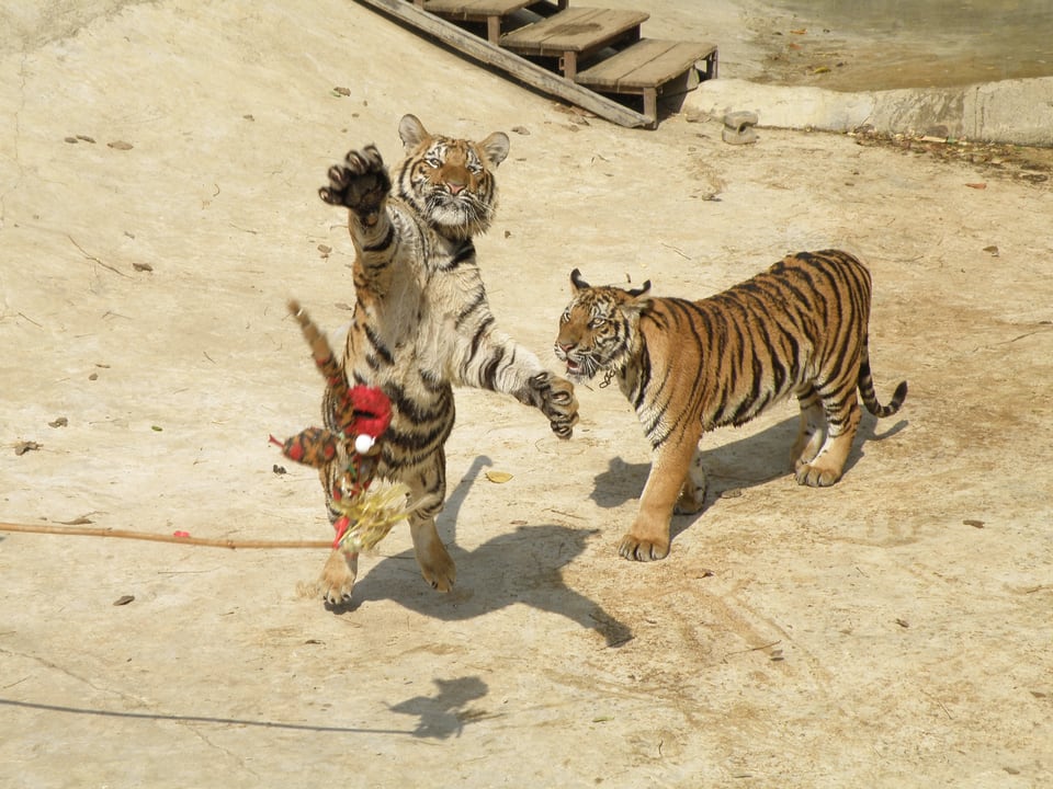 Tiger in Aktion.