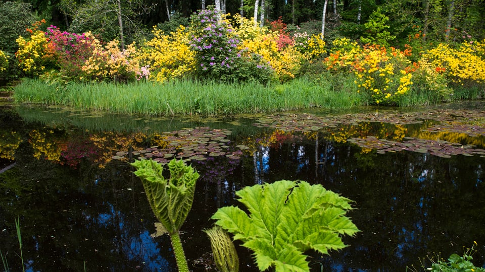 Das Seleger Moor in Rifferswil (ZH) mit Rhododendren und Teichen.